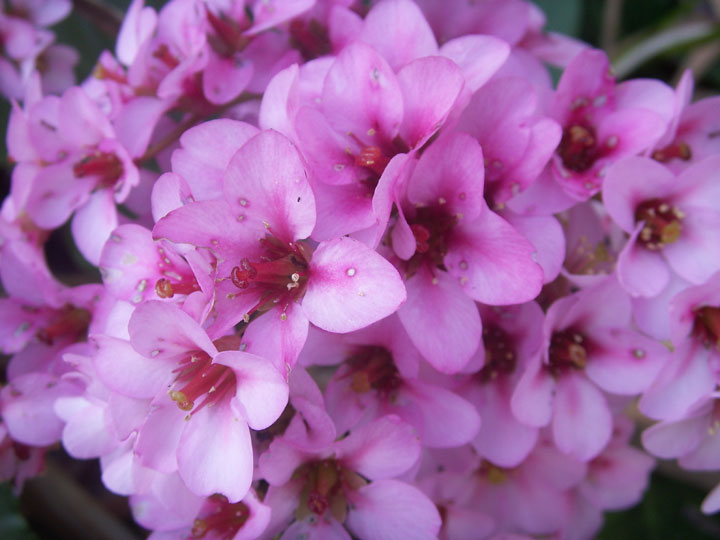 Pink Flowers