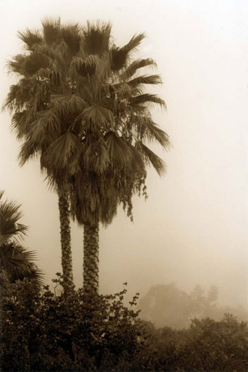 Cindy Pitou Burton - Palm In Fog
