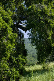 Sulfur Mountain Oak - Photo by William Gray Harris