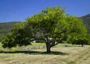 Walnut Tree - Happy Valley, Photo by William Gray Harris