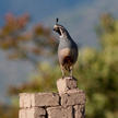 Quail on Adobe Structure